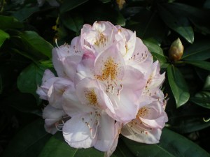 Releve photos 29 07 12 074