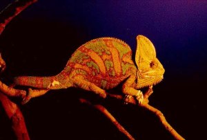 cameleon7