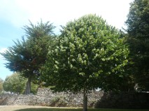 Photos arbres 2 1000204