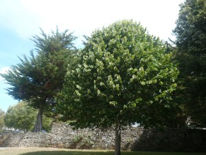 Photos arbres 2 1000204