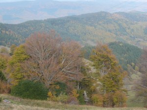 Photos arbres 3 1000488