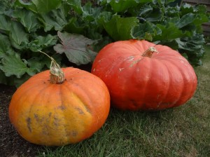 141008 2 Citrouilles