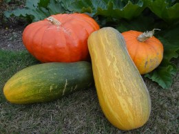 141008 Citrouiles et courges