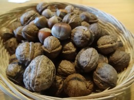 141008 Noix et noisettes