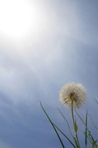 phnatu-fle-013-070_A3