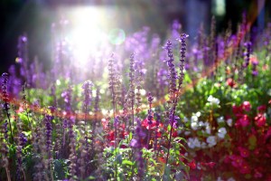 phnatu-fle-035-012_A3