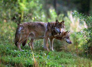 phanim-ans-007-094_A5 (1)